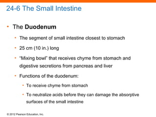 © 2012 Pearson Education, Inc.
24-6 The Small Intestine
• The Duodenum
• The segment of small intestine closest to stomach
• 25 cm (10 in.) long
• “Mixing bowl” that receives chyme from stomach and
digestive secretions from pancreas and liver
• Functions of the duodenum:
• To receive chyme from stomach
• To neutralize acids before they can damage the absorptive
surfaces of the small intestine
 