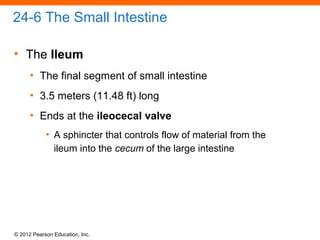 © 2012 Pearson Education, Inc.
24-6 The Small Intestine
• The Ileum
• The final segment of small intestine
• 3.5 meters (11.48 ft) long
• Ends at the ileocecal valve
• A sphincter that controls flow of material from the
ileum into the cecum of the large intestine
 