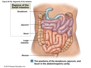 © 2012 Pearson Education, Inc.
Figure 24-16a Segments of the Intestine
Regions of the
Small Intestine
The positions of the duodenum, jejunum, and
ileum in the abdominopelvic cavity
Duodenum
Jejunum
Ileum
Large
intestine
Rectum
 