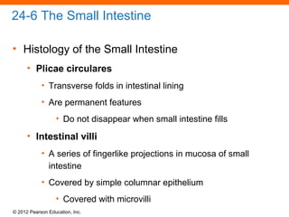 © 2012 Pearson Education, Inc.
24-6 The Small Intestine
• Histology of the Small Intestine
• Plicae circulares
• Transverse folds in intestinal lining
• Are permanent features
• Do not disappear when small intestine fills
• Intestinal villi
• A series of fingerlike projections in mucosa of small
intestine
• Covered by simple columnar epithelium
• Covered with microvilli
 