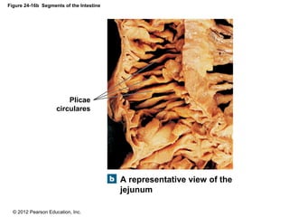 © 2012 Pearson Education, Inc.
Figure 24-16b Segments of the Intestine
A representative view of the
jejunum
Plicae
circulares
 