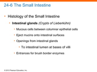 © 2012 Pearson Education, Inc.
24-6 The Small Intestine
• Histology of the Small Intestine
• Intestinal glands (Crypts of Lieberkühn)
• Mucous cells between columnar epithelial cells
• Eject mucins onto intestinal surfaces
• Openings from intestinal glands
• To intestinal lumen at bases of villi
• Entrances for brush border enzymes
 