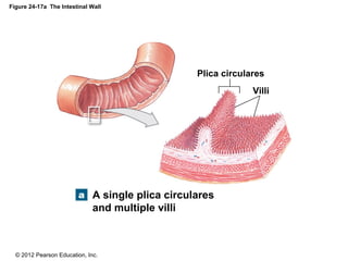 © 2012 Pearson Education, Inc.
Figure 24-17a The Intestinal Wall
A single plica circulares
and multiple villi
Plica circulares
Villi
 