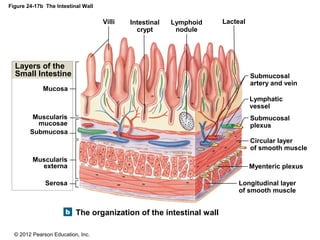 © 2012 Pearson Education, Inc.
Figure 24-17b The Intestinal Wall
The organization of the intestinal wall
Submucosal
artery and vein
Lymphatic
vessel
Submucosal
plexus
Circular layer
of smooth muscle
Myenteric plexus
Longitudinal layer
of smooth muscle
LactealLymphoid
nodule
Intestinal
crypt
Villi
Mucosa
Submucosa
Serosa
Muscularis
mucosae
Muscularis
externa
Layers of the
Small Intestine
 