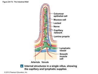 © 2012 Pearson Education, Inc.
Figure 24-17c The Intestinal Wall
Internal structures in a single villus, showing
the capillary and lymphatic supplies
Columnar
epithelial cell
Mucous cell
Lacteal
Nerve
Capillary
network
Lamina propria
Lymphatic
vessel
Smooth
muscle
cell
Arteriole Venule
 