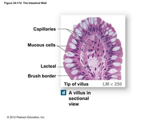 © 2012 Pearson Education, Inc.
Figure 24-17d The Intestinal Wall
A villus in
sectional
view
Capillaries
Mucous cells
Lacteal
Brush border
Tip of villus LM × 250
 
