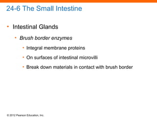 © 2012 Pearson Education, Inc.
24-6 The Small Intestine
• Intestinal Glands
• Brush border enzymes
• Integral membrane proteins
• On surfaces of intestinal microvilli
• Break down materials in contact with brush border
 