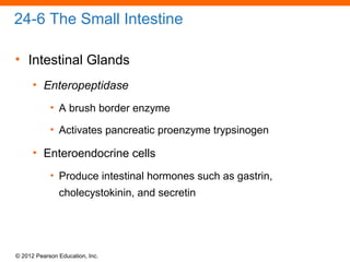© 2012 Pearson Education, Inc.
24-6 The Small Intestine
• Intestinal Glands
• Enteropeptidase
• A brush border enzyme
• Activates pancreatic proenzyme trypsinogen
• Enteroendocrine cells
• Produce intestinal hormones such as gastrin,
cholecystokinin, and secretin
 