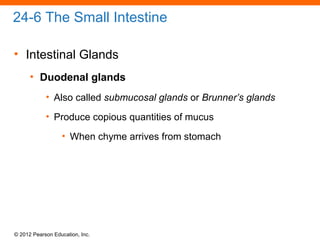 © 2012 Pearson Education, Inc.
24-6 The Small Intestine
• Intestinal Glands
• Duodenal glands
• Also called submucosal glands or Brunner’s glands
• Produce copious quantities of mucus
• When chyme arrives from stomach
 
