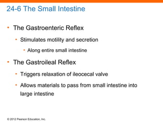 © 2012 Pearson Education, Inc.
24-6 The Small Intestine
• The Gastroenteric Reflex
• Stimulates motility and secretion
• Along entire small intestine
• The Gastroileal Reflex
• Triggers relaxation of ileocecal valve
• Allows materials to pass from small intestine into
large intestine
 