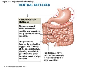 © 2012 Pearson Education, Inc.
Figure 24-15 Regulation of Gastric Activity
CENTRAL REFLEXES
Central Gastric
Reflexes
The gastroenteric
reflex stimulates
motility and secretion
along the entire small
intestine.
The ileocecal valve
controls the passage
of materials into the
large intestine.
The gastroileal
(gas-tro-IL-e-al) reflex
triggers the opening
of the ileocecal valve,
allowing materials to
pass from the small
intestine into the large
intestine.
 