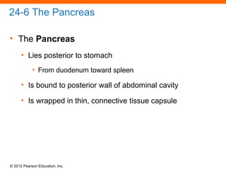 © 2012 Pearson Education, Inc.
24-6 The Pancreas
• The Pancreas
• Lies posterior to stomach
• From duodenum toward spleen
• Is bound to posterior wall of abdominal cavity
• Is wrapped in thin, connective tissue capsule
 