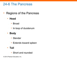 © 2012 Pearson Education, Inc.
24-6 The Pancreas
• Regions of the Pancreas
• Head
• Broad
• In loop of duodenum
• Body
• Slender
• Extends toward spleen
• Tail
• Short and rounded
 