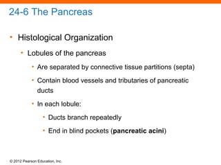 © 2012 Pearson Education, Inc.
24-6 The Pancreas
• Histological Organization
• Lobules of the pancreas
• Are separated by connective tissue partitions (septa)
• Contain blood vessels and tributaries of pancreatic
ducts
• In each lobule:
• Ducts branch repeatedly
• End in blind pockets (pancreatic acini)
 