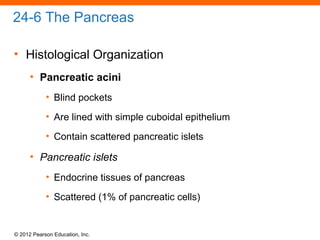 © 2012 Pearson Education, Inc.
24-6 The Pancreas
• Histological Organization
• Pancreatic acini
• Blind pockets
• Are lined with simple cuboidal epithelium
• Contain scattered pancreatic islets
• Pancreatic islets
• Endocrine tissues of pancreas
• Scattered (1% of pancreatic cells)
 