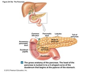 © 2012 Pearson Education, Inc.
Figure 24-18a The Pancreas
The gross anatomy of the pancreas. The head of the
pancreas is tucked in to a C-shaped curve of the
duodenum that begins at the pylorus of the stomach.
Tail of
pancreas
Body of
pancreas
Head of
pancreas
Pancreatic
duct
LobulesCommon
bile duct
Duodenal
papilla
Accessory
pancreatic
duct
Duodenum
 