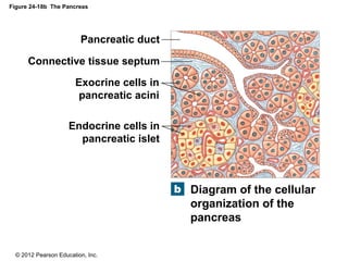 © 2012 Pearson Education, Inc.
Figure 24-18b The Pancreas
Diagram of the cellular
organization of the
pancreas
Pancreatic duct
Connective tissue septum
Exocrine cells in
pancreatic acini
Endocrine cells in
pancreatic islet
 