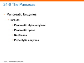 © 2012 Pearson Education, Inc.
24-6 The Pancreas
• Pancreatic Enzymes
• Include:
• Pancreatic alpha-amylase
• Pancreatic lipase
• Nucleases
• Proteolytic enzymes
 