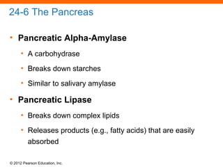 © 2012 Pearson Education, Inc.
24-6 The Pancreas
• Pancreatic Alpha-Amylase
• A carbohydrase
• Breaks down starches
• Similar to salivary amylase
• Pancreatic Lipase
• Breaks down complex lipids
• Releases products (e.g., fatty acids) that are easily
absorbed
 