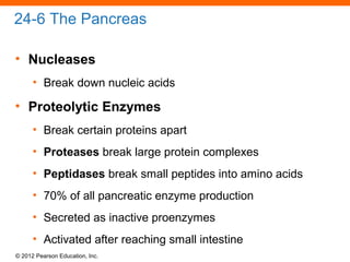 © 2012 Pearson Education, Inc.
24-6 The Pancreas
• Nucleases
• Break down nucleic acids
• Proteolytic Enzymes
• Break certain proteins apart
• Proteases break large protein complexes
• Peptidases break small peptides into amino acids
• 70% of all pancreatic enzyme production
• Secreted as inactive proenzymes
• Activated after reaching small intestine
 