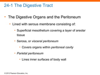 © 2012 Pearson Education, Inc.
24-1 The Digestive Tract
• The Digestive Organs and the Peritoneum
• Lined with serous membrane consisting of:
• Superficial mesothelium covering a layer of areolar
tissue
• Serosa, or visceral peritoneum
• Covers organs within peritoneal cavity
• Parietal peritoneum
• Lines inner surfaces of body wall
 