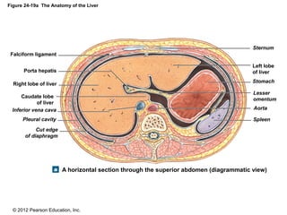 © 2012 Pearson Education, Inc.
Figure 24-19a The Anatomy of the Liver
Falciform ligament
Porta hepatis
Right lobe of liver
Caudate lobe
of liver
Cut edge
of diaphragm
Pleural cavity
Inferior vena cava
Left lobe
of liver
Sternum
Stomach
Lesser
omentum
Aorta
Spleen
A horizontal section through the superior abdomen (diagrammatic view)
 