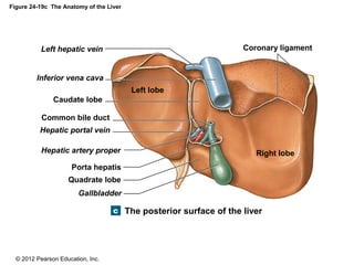 © 2012 Pearson Education, Inc.
Figure 24-19c The Anatomy of the Liver
The posterior surface of the liver
Coronary ligament
Right lobe
Left lobe
Caudate lobe
Quadrate lobe
Common bile duct
Left hepatic vein
Inferior vena cava
Hepatic portal vein
Hepatic artery proper
Gallbladder
Porta hepatis
 
