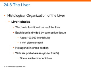 © 2012 Pearson Education, Inc.
24-6 The Liver
• Histological Organization of the Liver
• Liver lobules
• The basic functional units of the liver
• Each lobe is divided by connective tissue
• About 100,000 liver lobules
• 1 mm diameter each
• Hexagonal in cross section
• With six portal areas (portal triads)
• One at each corner of lobule
 