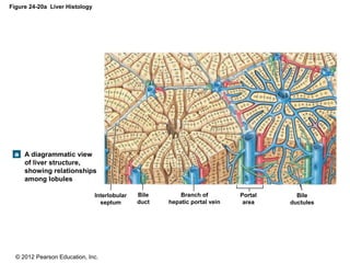 © 2012 Pearson Education, Inc.
Figure 24-20a Liver Histology
A diagrammatic view
of liver structure,
showing relationships
among lobules
Interlobular
septum
Bile
duct
Branch of
hepatic portal vein
Portal
area
Bile
ductules
 