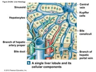 © 2012 Pearson Education, Inc.
Figure 24-20b Liver Histology
A single liver lobule and its
cellular components
Sinusoid
Hepatocytes
Bile duct
Branch of hepatic
artery proper
Central
vein
Kupffer
cells
Bile
canaliculi
Branch of
hepatic
portal vein
 