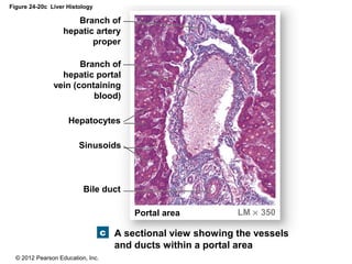 © 2012 Pearson Education, Inc.
Figure 24-20c Liver Histology
A sectional view showing the vessels
and ducts within a portal area
Portal area LM × 350
Bile duct
Sinusoids
Hepatocytes
Branch of
hepatic portal
vein (containing
blood)
Branch of
hepatic artery
proper
 