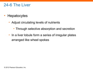 © 2012 Pearson Education, Inc.
24-6 The Liver
• Hepatocytes
• Adjust circulating levels of nutrients
• Through selective absorption and secretion
• In a liver lobule form a series of irregular plates
arranged like wheel spokes
 