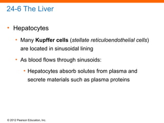 © 2012 Pearson Education, Inc.
24-6 The Liver
• Hepatocytes
• Many Kupffer cells (stellate reticuloendothelial cells)
are located in sinusoidal lining
• As blood flows through sinusoids:
• Hepatocytes absorb solutes from plasma and
secrete materials such as plasma proteins
 
