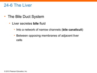 © 2012 Pearson Education, Inc.
24-6 The Liver
• The Bile Duct System
• Liver secretes bile fluid
• Into a network of narrow channels (bile canaliculi)
• Between opposing membranes of adjacent liver
cells
 