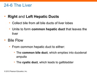 © 2012 Pearson Education, Inc.
24-6 The Liver
• Right and Left Hepatic Ducts
• Collect bile from all bile ducts of liver lobes
• Unite to form common hepatic duct that leaves the
liver
• Bile Flow
• From common hepatic duct to either:
• The common bile duct, which empties into duodenal
ampulla
• The cystic duct, which leads to gallbladder
 