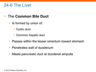 © 2012 Pearson Education, Inc.
24-6 The Liver
• The Common Bile Duct
• Is formed by union of:
• Cystic duct
• Common hepatic duct
• Passes within the lesser omentum toward stomach
• Penetrates wall of duodenum
• Meets pancreatic duct at duodenal ampulla
 