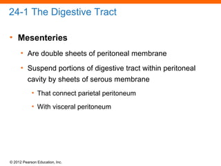 © 2012 Pearson Education, Inc.
24-1 The Digestive Tract
• Mesenteries
• Are double sheets of peritoneal membrane
• Suspend portions of digestive tract within peritoneal
cavity by sheets of serous membrane
• That connect parietal peritoneum
• With visceral peritoneum
 