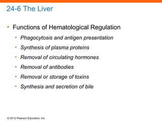 © 2012 Pearson Education, Inc.
24-6 The Liver
• Functions of Hematological Regulation
• Phagocytosis and antigen presentation
• Synthesis of plasma proteins
• Removal of circulating hormones
• Removal of antibodies
• Removal or storage of toxins
• Synthesis and secretion of bile
 