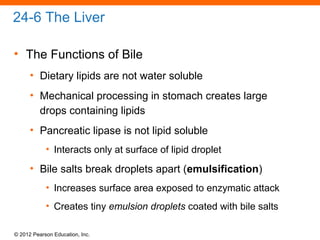 © 2012 Pearson Education, Inc.
24-6 The Liver
• The Functions of Bile
• Dietary lipids are not water soluble
• Mechanical processing in stomach creates large
drops containing lipids
• Pancreatic lipase is not lipid soluble
• Interacts only at surface of lipid droplet
• Bile salts break droplets apart (emulsification)
• Increases surface area exposed to enzymatic attack
• Creates tiny emulsion droplets coated with bile salts
 