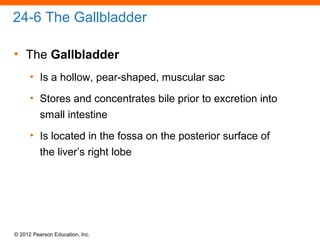 © 2012 Pearson Education, Inc.
24-6 The Gallbladder
• The Gallbladder
• Is a hollow, pear-shaped, muscular sac
• Stores and concentrates bile prior to excretion into
small intestine
• Is located in the fossa on the posterior surface of
the liver’s right lobe
 