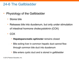 © 2012 Pearson Education, Inc.
24-6 The Gallbladder
• Physiology of the Gallbladder
• Stores bile
• Releases bile into duodenum, but only under stimulation
of intestinal hormone cholecystokinin (CCK)
• CCK
• Hepatopancreatic sphincter remains closed
• Bile exiting liver in common hepatic duct cannot flow
through common bile duct into duodenum
• Bile enters cystic duct and is stored in gallbladder
 