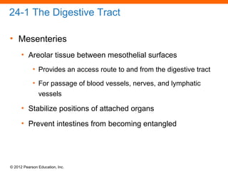 © 2012 Pearson Education, Inc.
24-1 The Digestive Tract
• Mesenteries
• Areolar tissue between mesothelial surfaces
• Provides an access route to and from the digestive tract
• For passage of blood vessels, nerves, and lymphatic
vessels
• Stabilize positions of attached organs
• Prevent intestines from becoming entangled
 