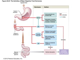 © 2012 Pearson Education, Inc.
Figure 24-23 The Activities of Major Digestive Tract Hormones
Hormone Action
Ingested food
Food in
stomach
Chyme in
duodenum
Material
arrives in
jejunum
Secretin
and CCK
VIP
GIP
Gastrin
KEY
stimulates
inhibits
Acid production by
parietal cells
Stimulation of gastric
motility; mixing waves
increase in intensity
Release of insulin
from pancreas
Release of pancreatic
enzymes and buffers
Bile secretion and
ejection of bile from
gallbladder
Dilation of intestinal
capillaries
facilitates
facilitates
Nutrient absorption
NUTRIENT
UTILIZATION
BY ALL TISSUES
 