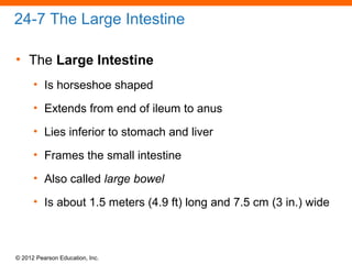 © 2012 Pearson Education, Inc.
24-7 The Large Intestine
• The Large Intestine
• Is horseshoe shaped
• Extends from end of ileum to anus
• Lies inferior to stomach and liver
• Frames the small intestine
• Also called large bowel
• Is about 1.5 meters (4.9 ft) long and 7.5 cm (3 in.) wide
 