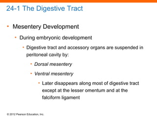 © 2012 Pearson Education, Inc.
24-1 The Digestive Tract
• Mesentery Development
• During embryonic development
• Digestive tract and accessory organs are suspended in
peritoneal cavity by:
• Dorsal mesentery
• Ventral mesentery
• Later disappears along most of digestive tract
except at the lesser omentum and at the
falciform ligament
 