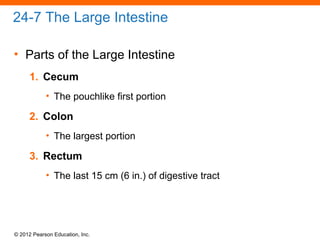 © 2012 Pearson Education, Inc.
24-7 The Large Intestine
• Parts of the Large Intestine
1. Cecum
• The pouchlike first portion
2. Colon
• The largest portion
3. Rectum
• The last 15 cm (6 in.) of digestive tract
 