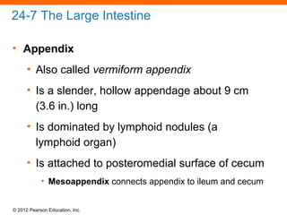 © 2012 Pearson Education, Inc.
24-7 The Large Intestine
• Appendix
• Also called vermiform appendix
• Is a slender, hollow appendage about 9 cm
(3.6 in.) long
• Is dominated by lymphoid nodules (a
lymphoid organ)
• Is attached to posteromedial surface of cecum
• Mesoappendix connects appendix to ileum and cecum
 