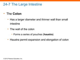 © 2012 Pearson Education, Inc.
24-7 The Large Intestine
• The Colon
• Has a larger diameter and thinner wall than small
intestine
• The wall of the colon
• Forms a series of pouches (haustra)
• Haustra permit expansion and elongation of colon
 