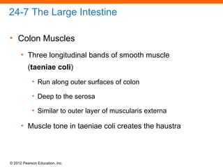 © 2012 Pearson Education, Inc.
24-7 The Large Intestine
• Colon Muscles
• Three longitudinal bands of smooth muscle
(taeniae coli)
• Run along outer surfaces of colon
• Deep to the serosa
• Similar to outer layer of muscularis externa
• Muscle tone in taeniae coli creates the haustra
 