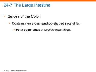 © 2012 Pearson Education, Inc.
24-7 The Large Intestine
• Serosa of the Colon
• Contains numerous teardrop-shaped sacs of fat
• Fatty appendices or epiploic appendages
 